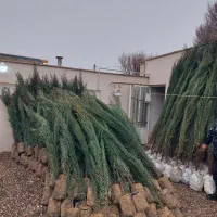 نهال|خدمات باغبانی و درختکاری|تربت‌حیدریه, پائین ولایت|دیوار