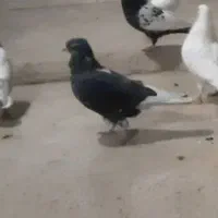 کبوتر زوردار|پرنده|کرمانشاه, |دیوار