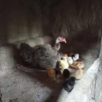 مرغ مادر و جوجه