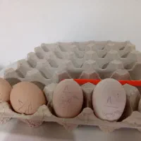 تخم نطفه دار