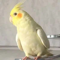 عروس هلندی گمشده لوتینو