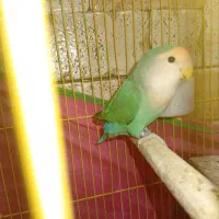 طوطی برزیلی