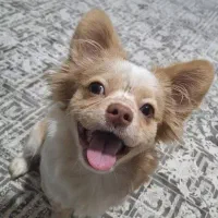 سگ مالتیز واگذاری|سگ|اسلامشهر, شهرک قائمیه|دیوار