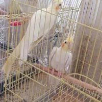 عروس هلندی جفت|پرنده|برخوار, |دیوار