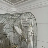 جفت عروس هلندی البینو چشم شرابی همراه ۴تاجوجه