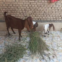 بز مطفل با ۲عدد بزغاله افغانی اصل