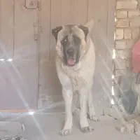 سگ گله ای|سگ|اصفهان, باغ دریاچه|دیوار