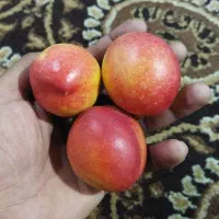 شلیل بارمتوسط