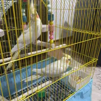 عروس هلندی اهلی