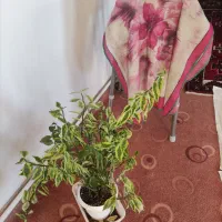 شال پفکی و گل