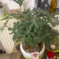 گل های شاد و خوشگل