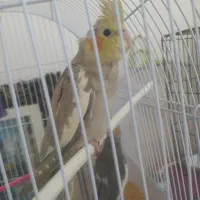 سه جوجه عروس|پرنده|مشهد, بلال|دیوار