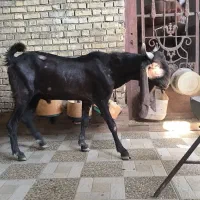 سه عدد بز نرمست گوش دراز ازنسلدوغلوزا|حیوانات مزرعه|خرمشهر, |دیوار