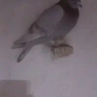 حیون گرفتنی|پرنده|سبزوار, شهرک جهاد|دیوار