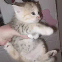 گربه چین چیلا