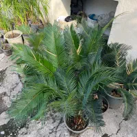 تعدادی گل بیرونی گلدانی ریشه دار سالم قیمت مناسب|گل و گیاه طبیعی|رامسر, |دیوار