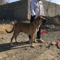 ماده سرابی ۱۹ ماهه