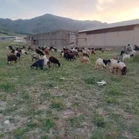 گوسفند بز