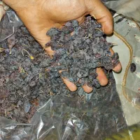 فخری تازه