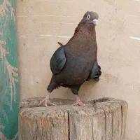 کبوتر سرکه ای چشم و نوک سفید|پرنده|باغ بهادران, |دیوار