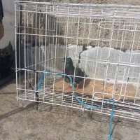 کبوتر غریب