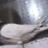 طوقی برگشتع
