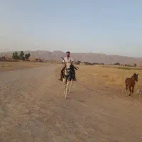 اسب پایه دره شور نریون کهر یک ساله