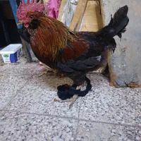 خروس