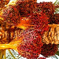 کود100%ارگانیک پلیت مرغی (اصل)|خدمات باغبانی و درختکاری|فهرج, |دیوار