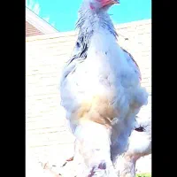 یک برهما اصل