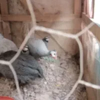 فروش مرغ شاخدار|حیوانات مزرعه|شیراز, گلشن|دیوار