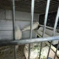 عروس آلبینو مولد|پرنده|اهواز, سپیدار|دیوار