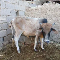 گوساله نره وگاو|حیوانات مزرعه|زابل, |دیوار