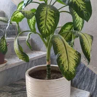 گل دیفن باخیا|گل و گیاه طبیعی|ایوان, |دیوار