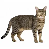گربه پیدا شده