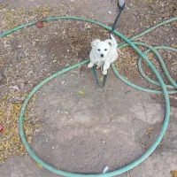 توله اشپیتز ماده