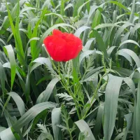 کود سفید بجنوردی