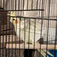 یک جفت عروس هلندی به همراه متعلقات|پرنده|یزد, |دیوار