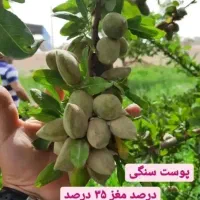 نهالستان اروم نهال