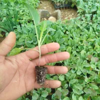 نشا کلم اویندولی