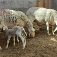 میش لاکن|حیوانات مزرعه|حمیدیا, |دیوار