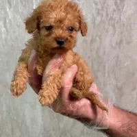 توی پودل اپریکات