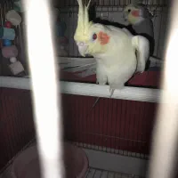 عروس هلندی جفت نر و ماده