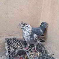 سرور بلژیکی مسافتی اصل|پرنده|قم, حاج زینل|دیوار