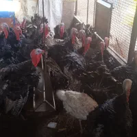 بوقلمون نر|حیوانات مزرعه|مشهد, شهید قربانی|دیوار