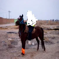 مادیان کرد|اسب و تجهیزات اسب‌سواری|مرند, |دیوار