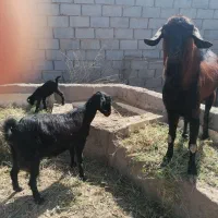 بز نژاددار بمی با بچه