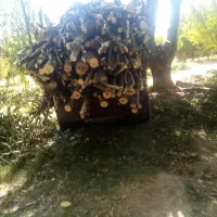 هرس گردو|خدمات باغبانی و درختکاری|نهاوند, |دیوار