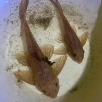 کت پوزه بوته ای سایز بزرگ