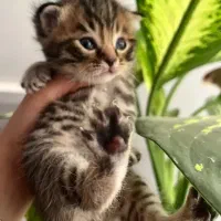 اسکاتیش چینچیلاهای شکلاتی|گربه|قم, باسکول|دیوار